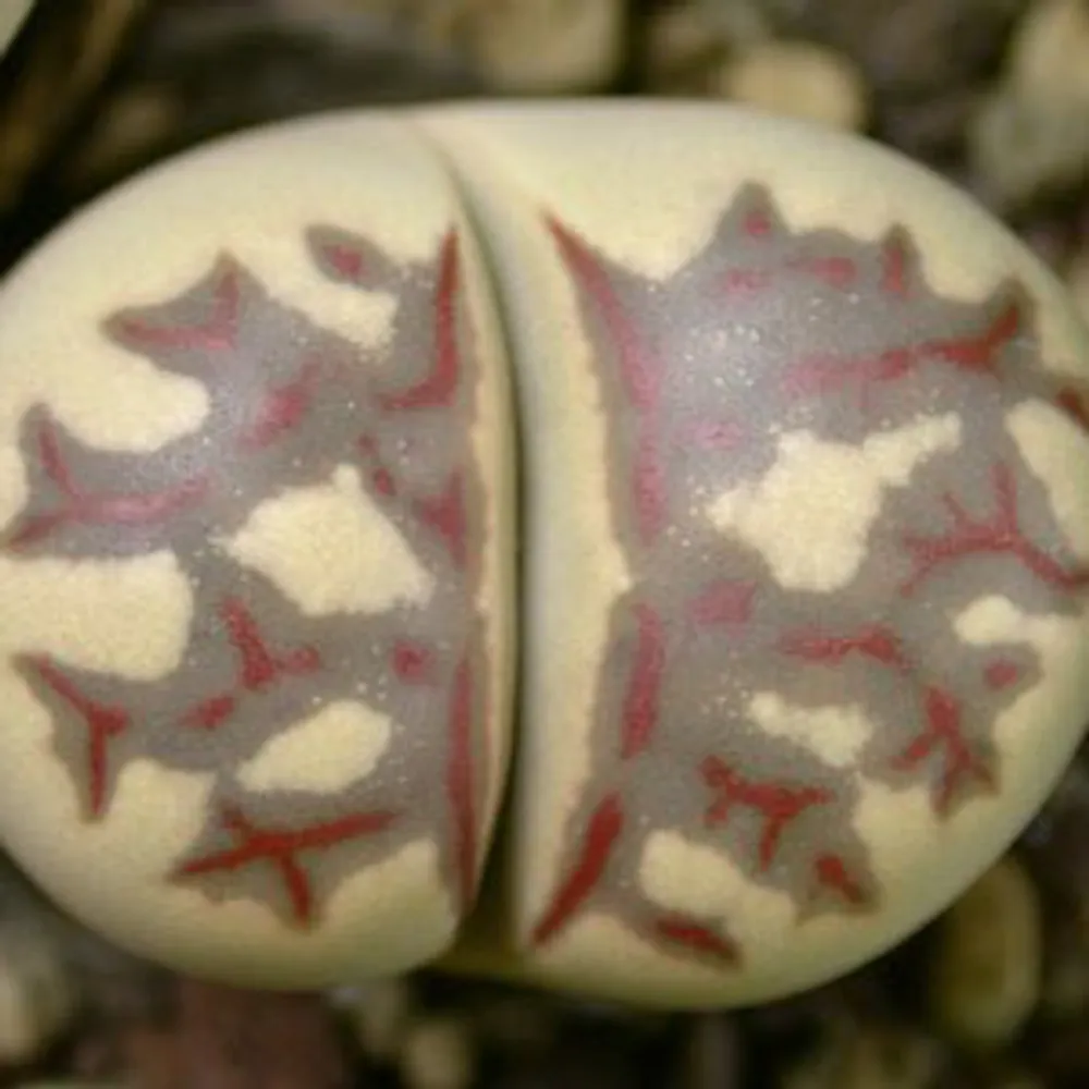 Литопс (C124 Lithops dorotheae) живые камни семена