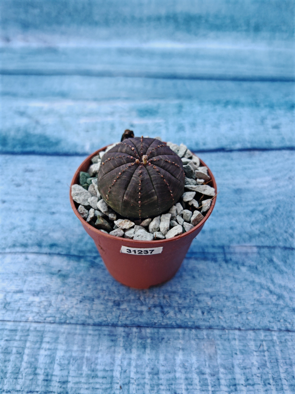 Суккулент Euphorbia Obesa (Эуфорбия)