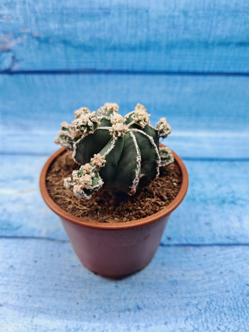Astrophytum Myriostigma "Hakujo Fukuryu" (Астрофитум)
