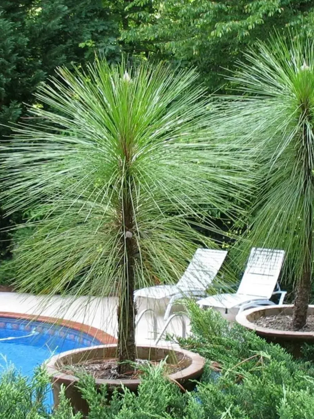 Семена Сосна болотная (Pinus palustris) " GA" 1 гр