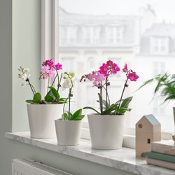 IKEA PHALAENOPSIS  (ИКЕА ПХАЛАЕНОПСИС)  -  Горшечное растение - орхидея, разные цвета, 6 см