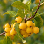 Яблоня декоративная ‘Golden Hornet’