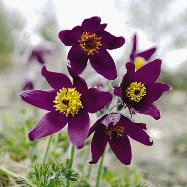 Pulsatilla Vulgaris Blaue Glocke семена