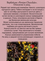 Вербейник Персидский шоколад Лизимахия
