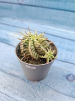 Euphorbia meloformis f. Variegated (Эуфорбия вариегатная)