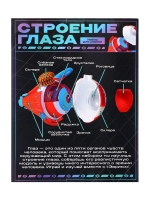 Макет Строения глаза