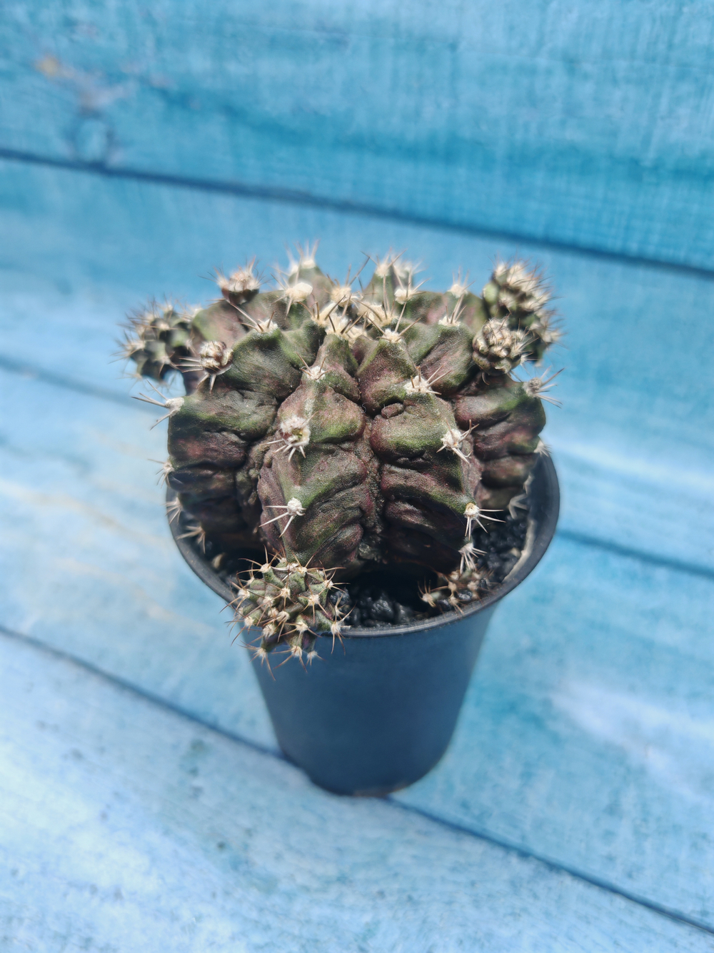 Gymnocalycium T-Rex Pink hybride (Гимнокалициум T-rex)