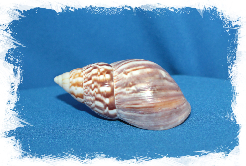 Ракушка Ахатина, 6-8см, 1шт
