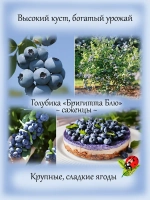 Голубика Бригитта Блю