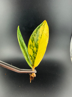 Замиокулькас вариегатный Лимон (Lemon) лист c корнями 2 штуки вариант 1