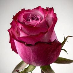 Роза Deep Purple, Эквадор