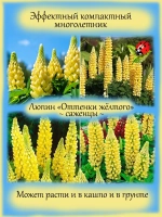 Люпин Оттенки жёлтого многолетний