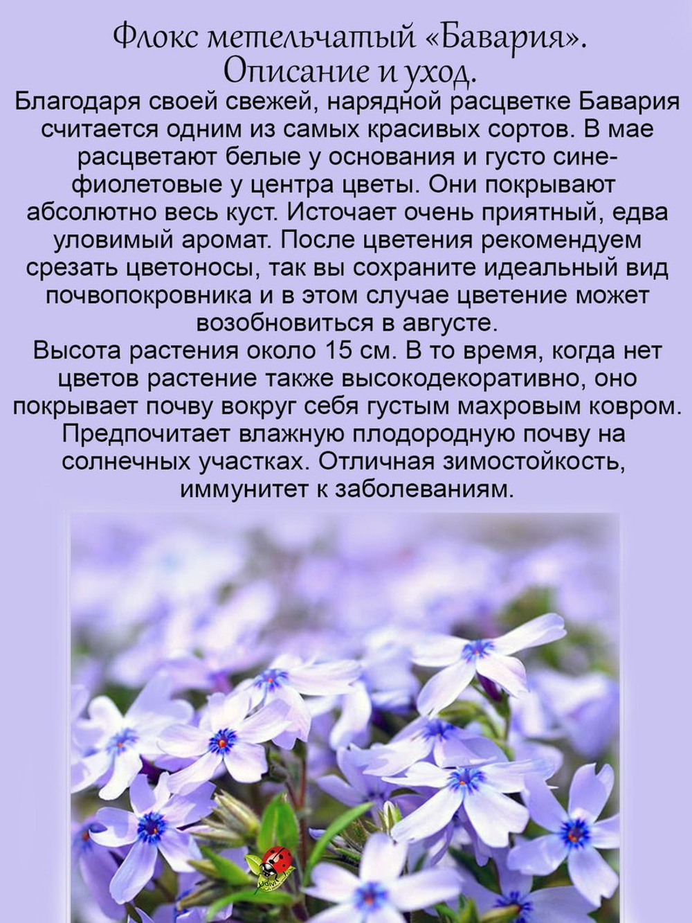 Флокс шиловидный Бавария почвопокровный