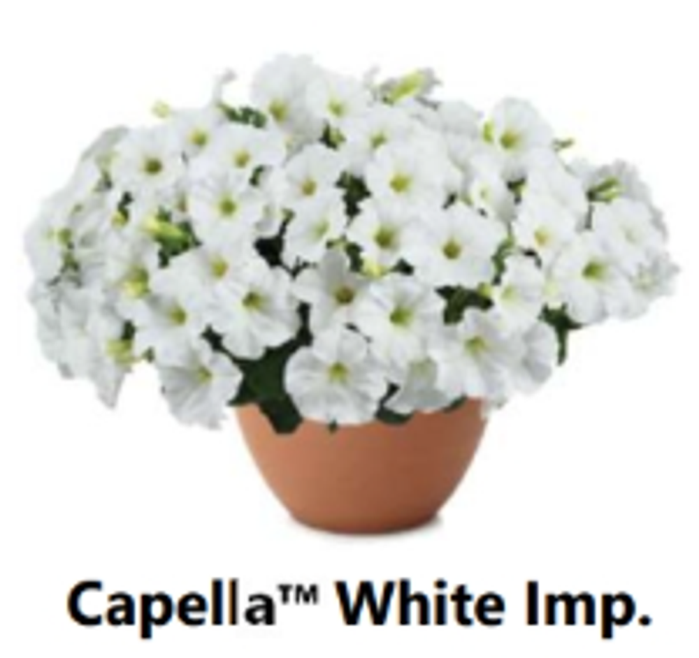 ЕВРО Петуния CAPELLA White Imp. ЕВРО укорененный черенок начало января поставка 9