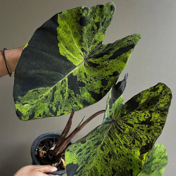 Колоказия Мохито (Colocasia Mojito) семена 5 штук