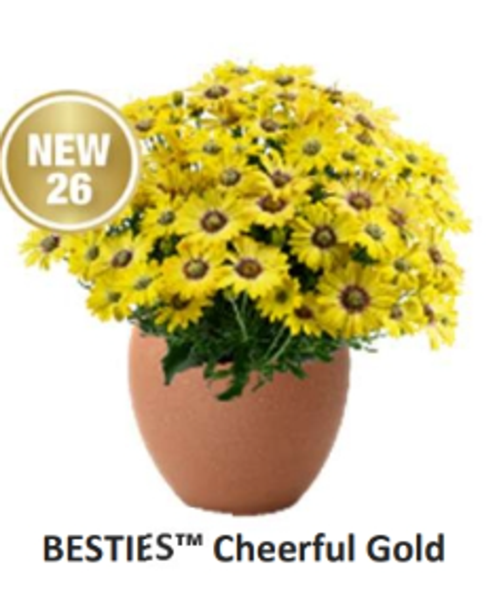 ЕВРО Остеоспермум Besties Cheerful Gold укорененный ЕВРО черенок февраль поставка 11