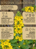 Вербейник (луговой чай) цвет с листом сушеный