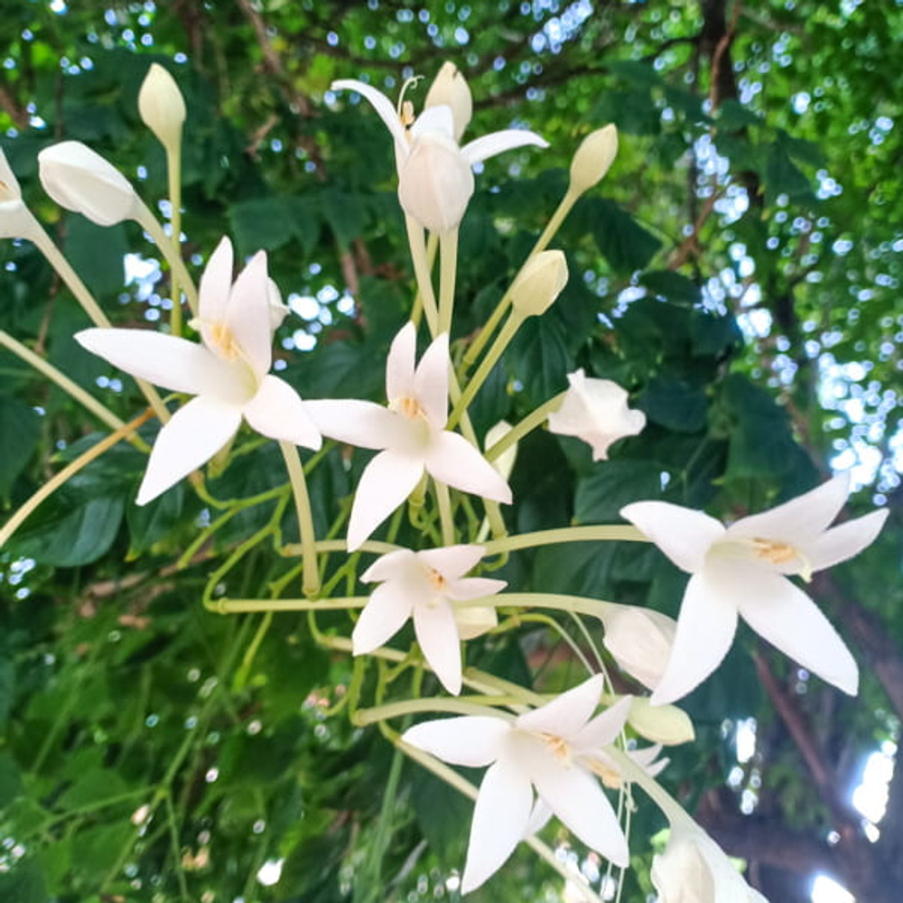 Миллингтония садовая – Millingtonia hortensis (31)