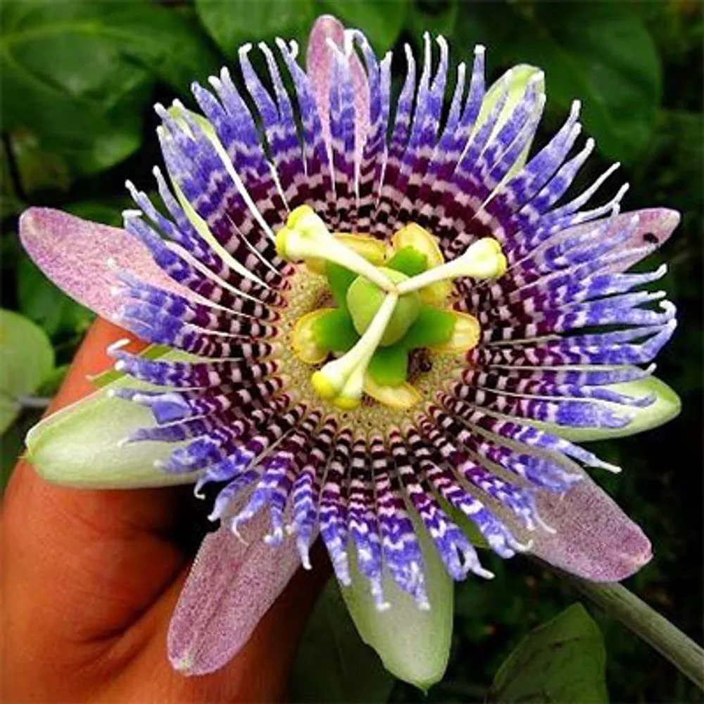 Страстоцвет язычковый (Passiflora ligularis) семена 3 шт