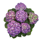 «Свит Липс Пурпл» ("Sweet Lips Purple") сентябрь -октябрь2027 г.
