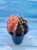 Gymnocalycium Variegata (Гимнокалициум Вариегатный)
