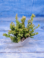 Rhipsalis Mesembryanthemoides (Рипсалис)