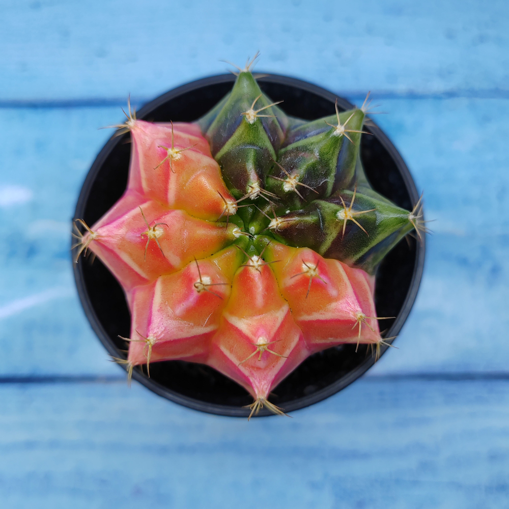 Gymnocalycium Variegata (Гимнокалициум Вариегатный)