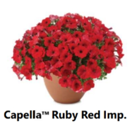 ЕВРО неукор Петуния CAPELLA Ruby Red Imp. ЕВРО НЕукоренный черенок (срезы) НОЯБРЬ поставка 3