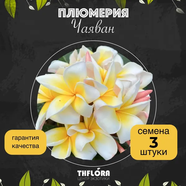 Плюмерия "Чаяван" семена 3 штуки. Супер ароматная