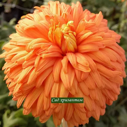 Matlock Amber, крупноцветковая хризантема /ан 19 /нет в наличии/