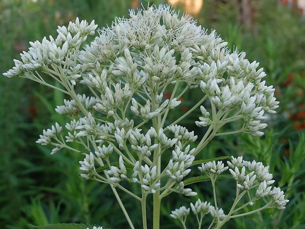 Посконник пятнистый "Album". Eupatorium maculatum "Album".
