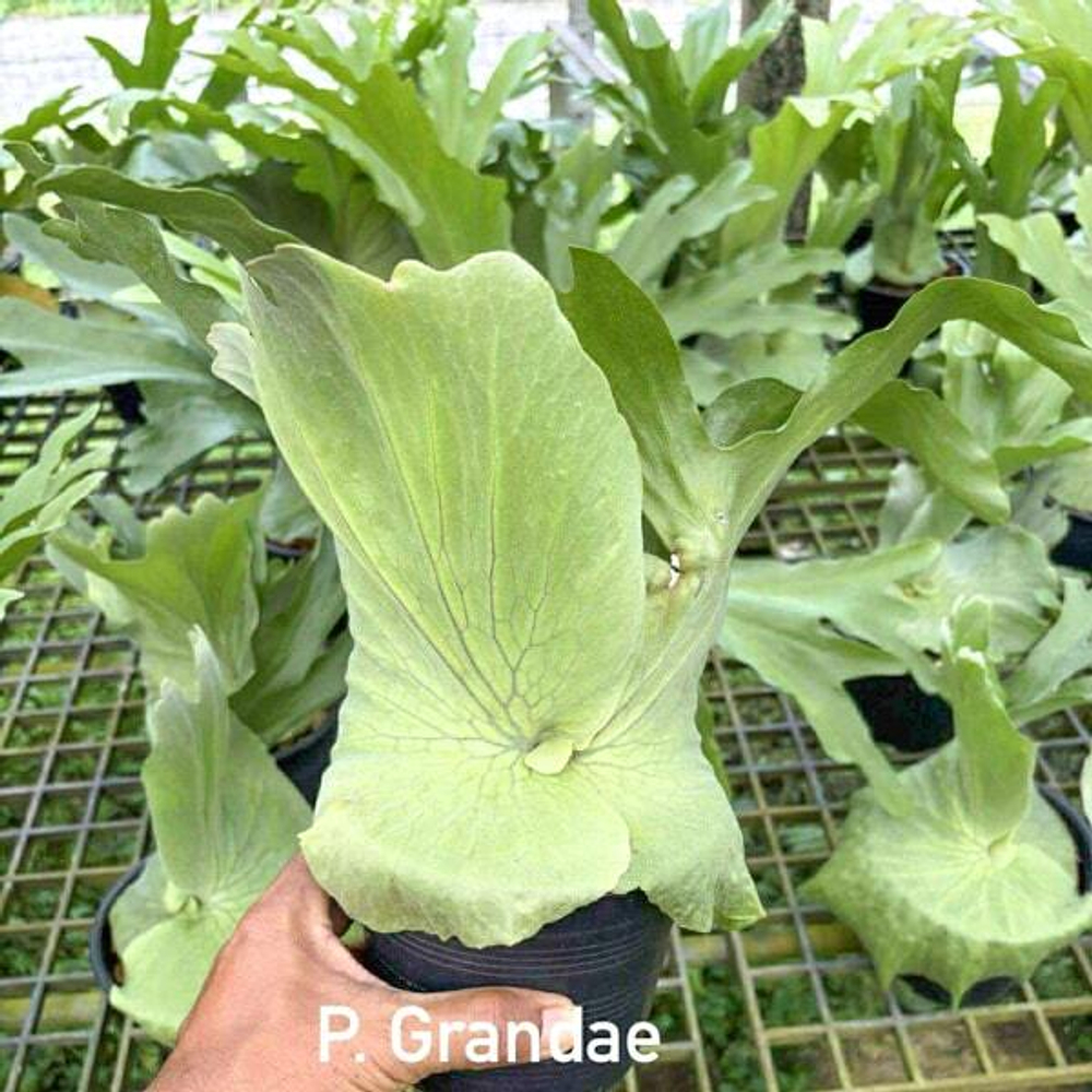 Платицериум P.GRANDAE (P30)