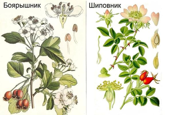 Сбор шиповника и боярышника: сохраняем пользу до весны Сбор шиповника и боярышника: сохраняем пользу до весны