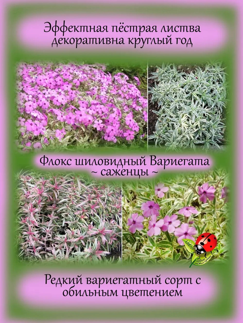 Флокс Вариегата шиловидный пестролистный