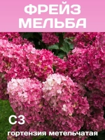 Фрейз Мельба гортензия метельчатая