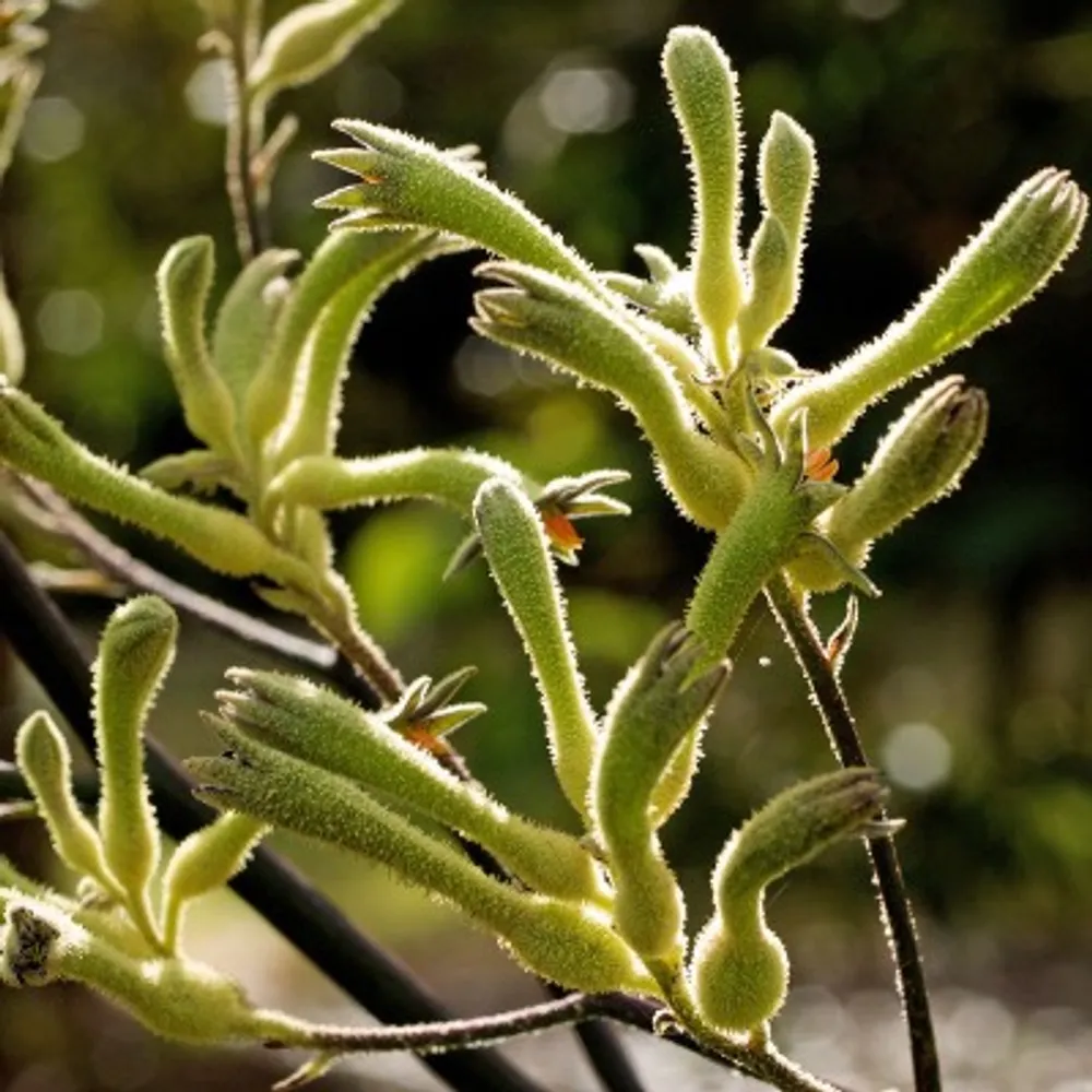 Лапки кенгуру зеленые (Anigozanthos Flavius) семена 3 шт
