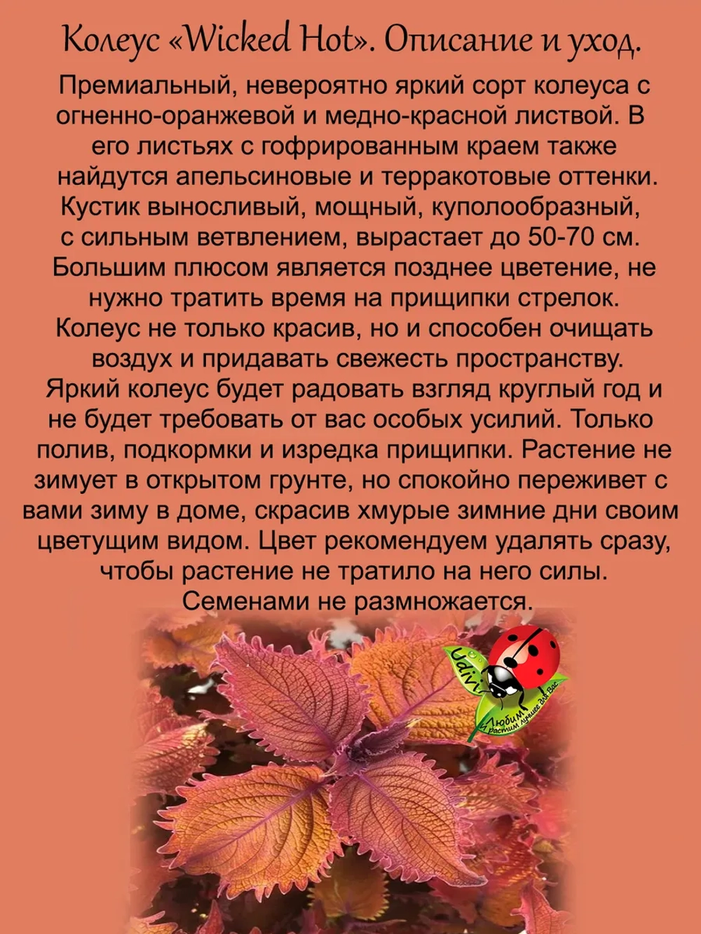 Колеус Черезвычайно горячий Викед Хот