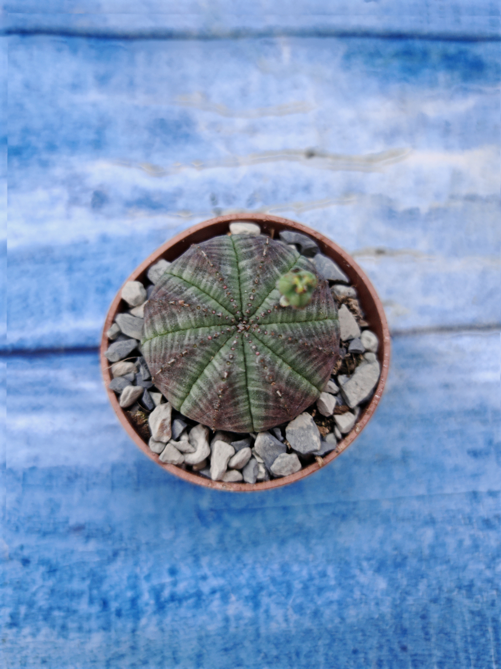 Euphorbia Obesa (Эуфорбия)