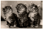 Фотооткрытка. Три котенка 1955 г. Подписана XF