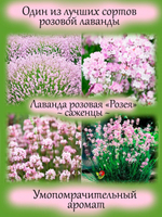 Лаванда Розея розовая узколистная многолетняя
