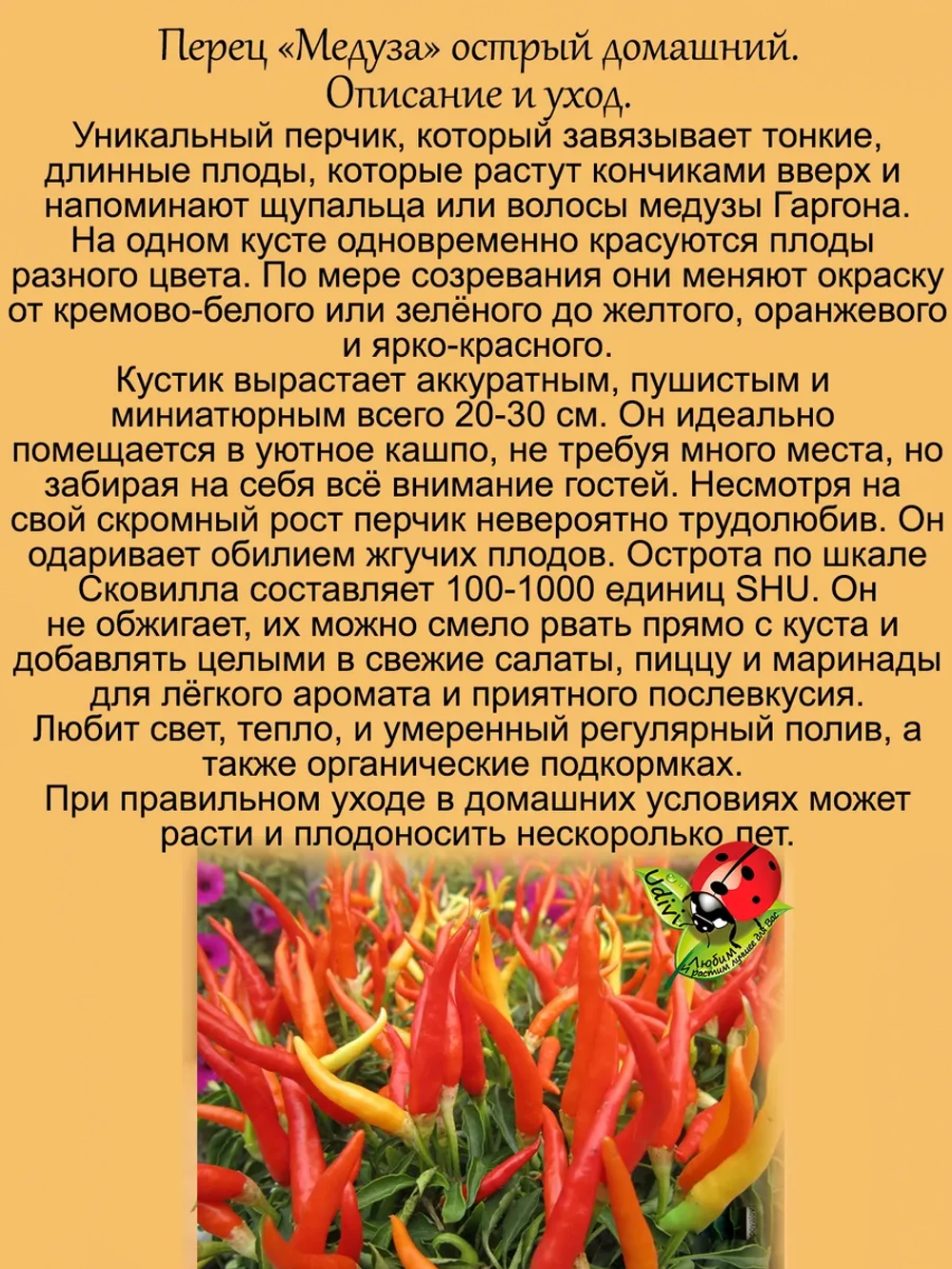 Перец Медуза комнатный острый