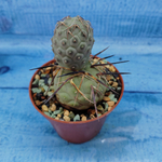 Tephrocactus Geometricus (Тефрокактус)