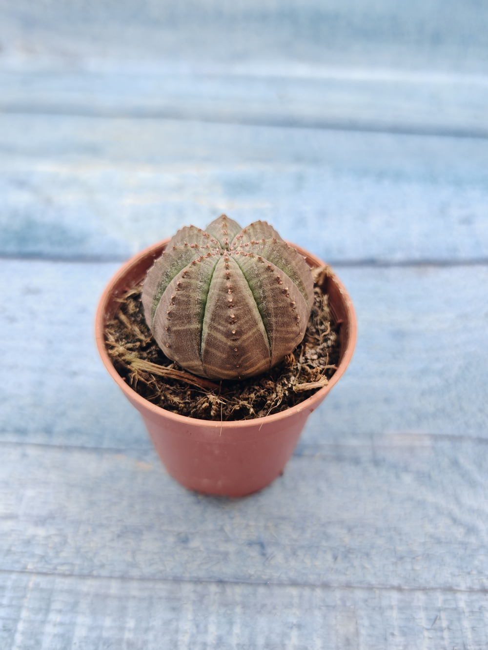 Euphoria Obesa (Эуфорбия)