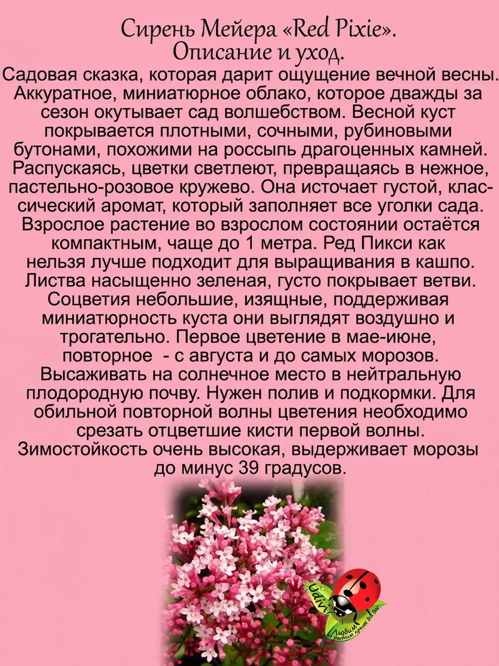 Сирень Ред Пикси повторноцветущая