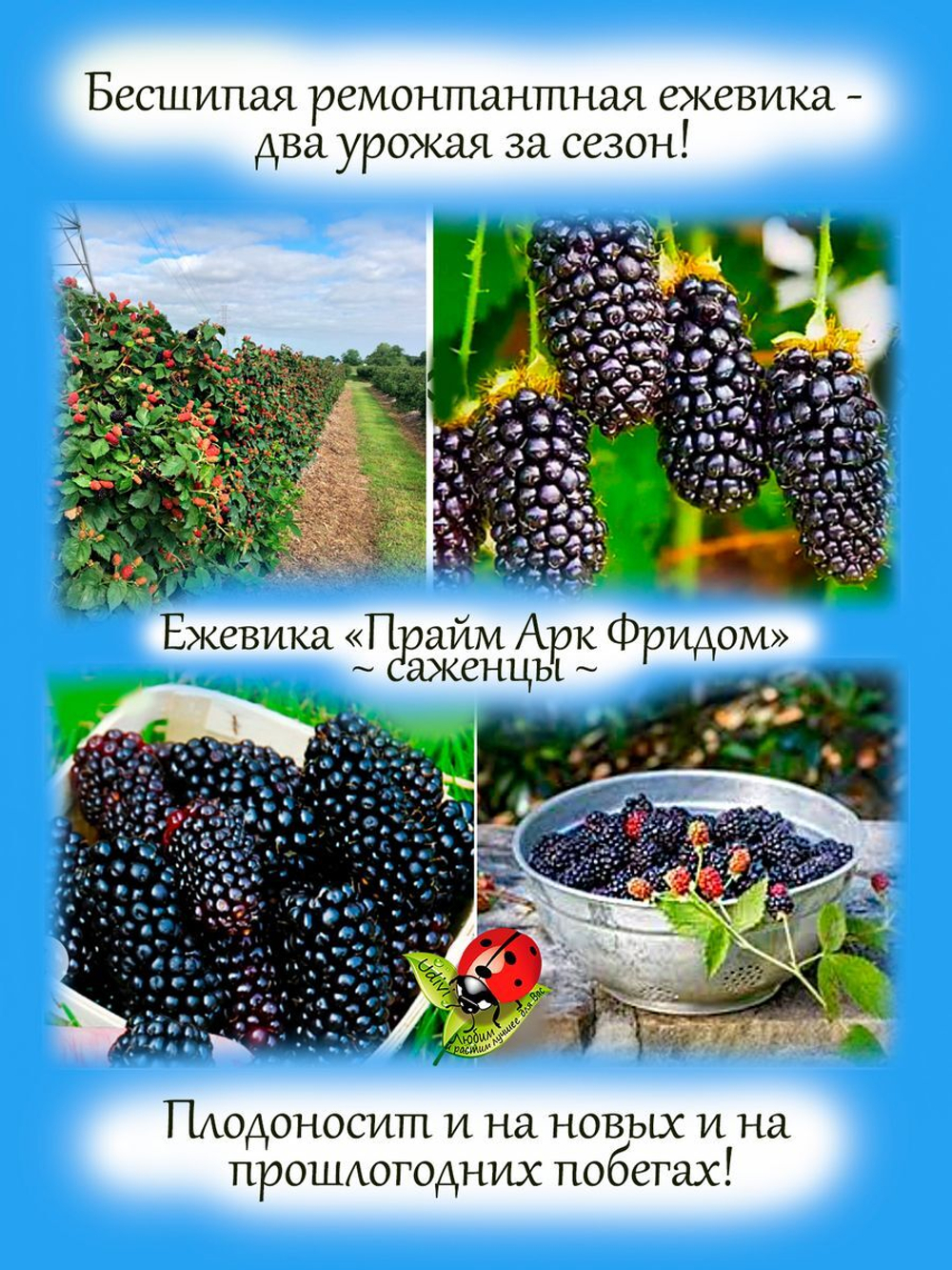 Ежевика Прайм Арк Фридом ремонтантная