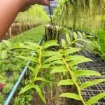 Орхидея DENDROBIUM ANOSMUM