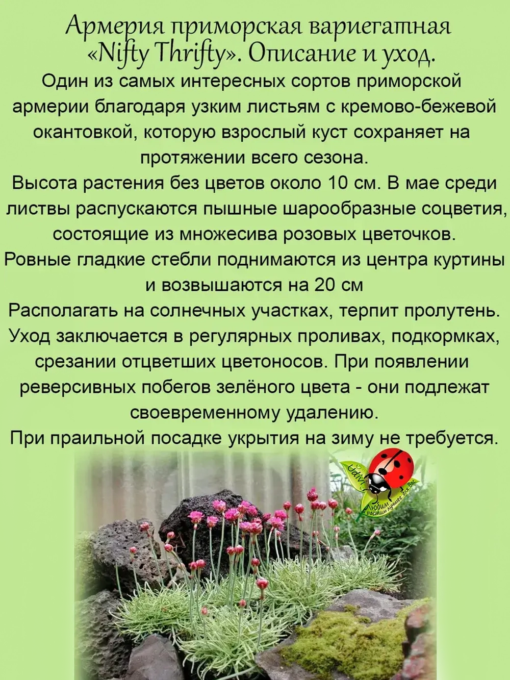 Армерия Нифти Трифти приморская вариегатная