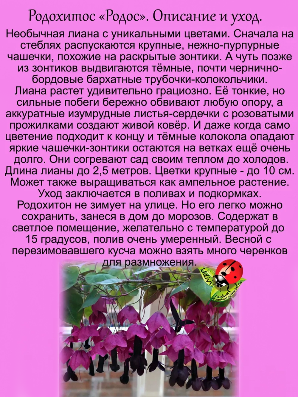 Родохитос Родос лиана