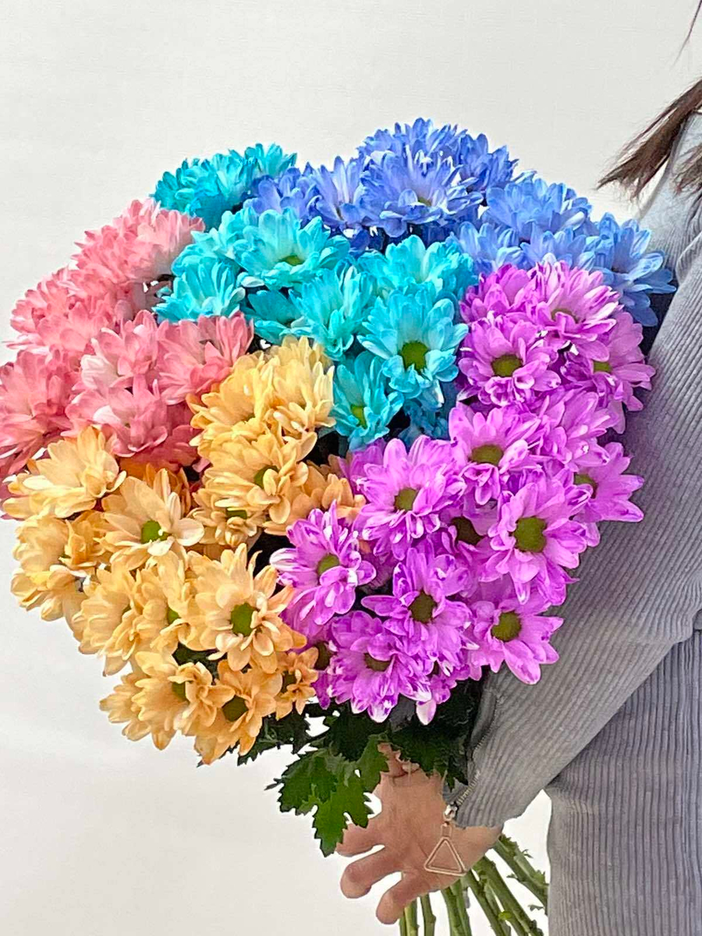 Хризантема кустовая крашенная